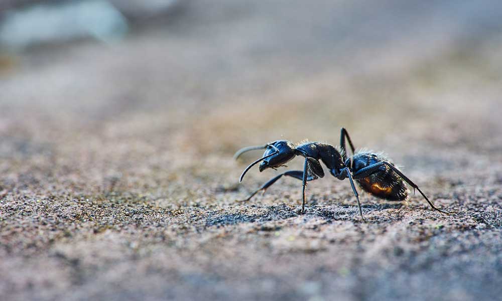 Natural ant repellents
