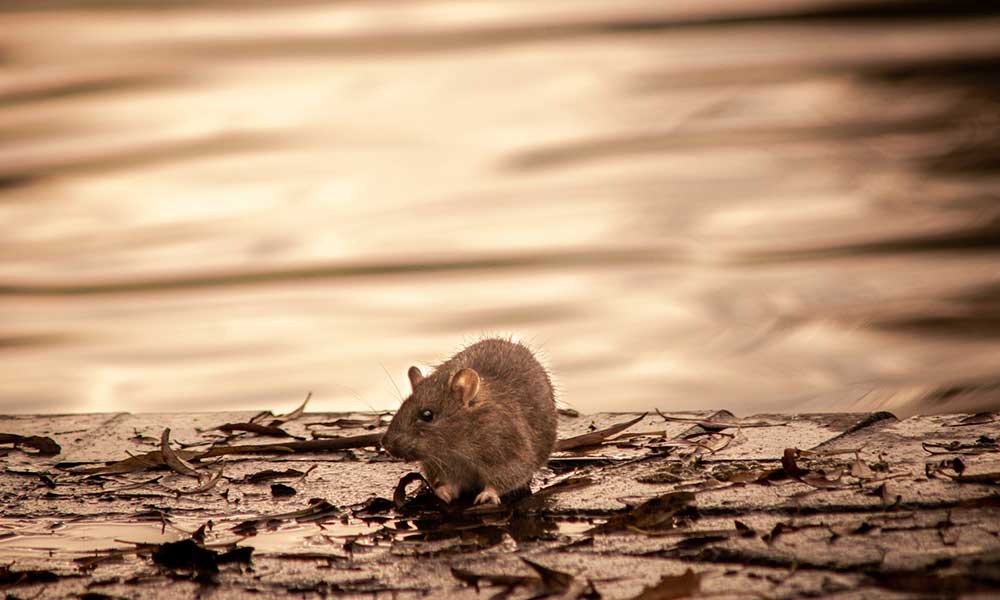 How to Get Rid of Rats in a Car Engine • Cash For Your